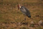Kasanka Birds