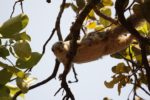 Kasanka Squirrel