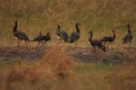 Kasanka Birds