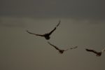 Kasanka Birds