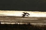 Kasanka Birds