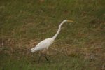 Kasanka Birds