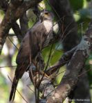Kasanka African Goshawk