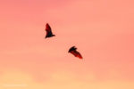 Kasanka Bats