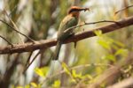 Kasanka Bee-eater