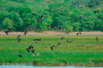 Kasanka Birds