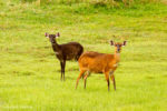 Kasanka Sitatunga