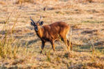 Kasanka Sitatunga