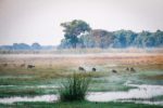 Kasanka Sitatunga
