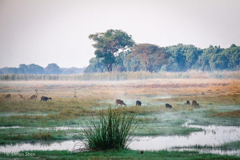 Kasanka Sitatunga