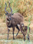 Kasanka Sitatunga